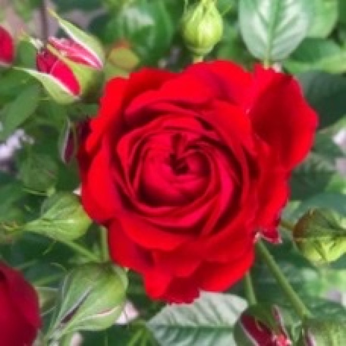 RUBY TERRAZZA® RUBY TERRAZZA®
